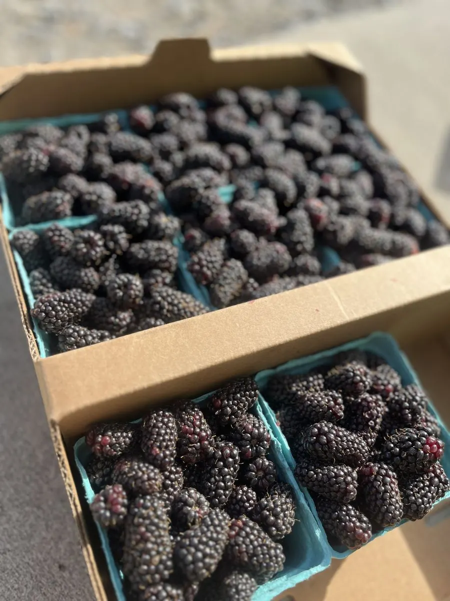 Flats of fresh-picked blackberries