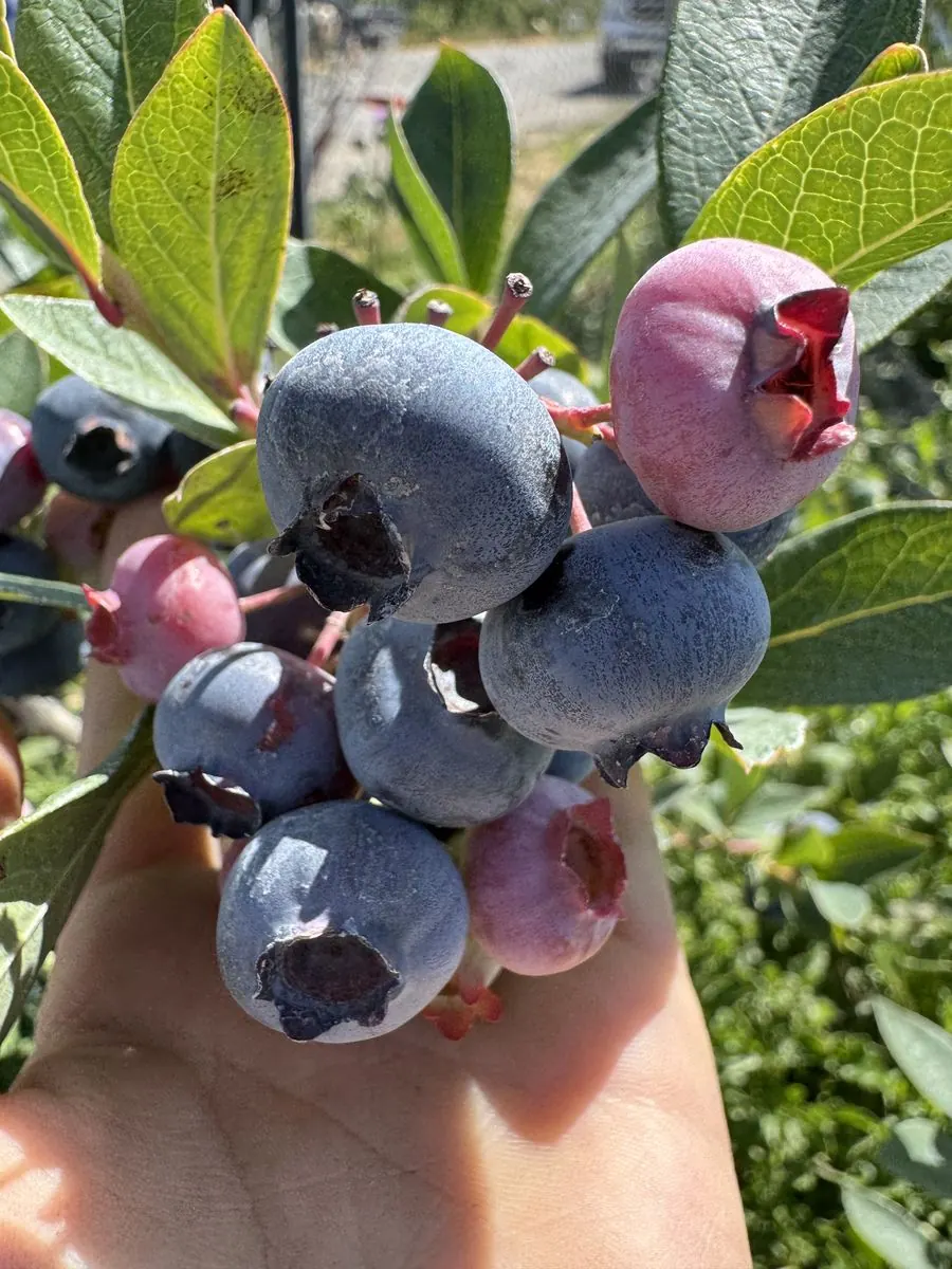 A hand cradling a cluster of ripe blueberries