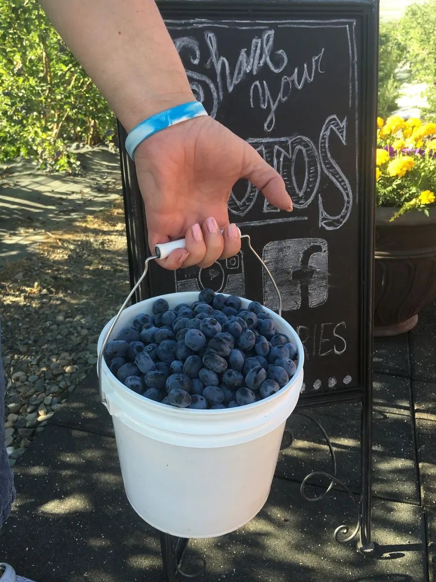 A full bucket of blueberries held up at the farm stand